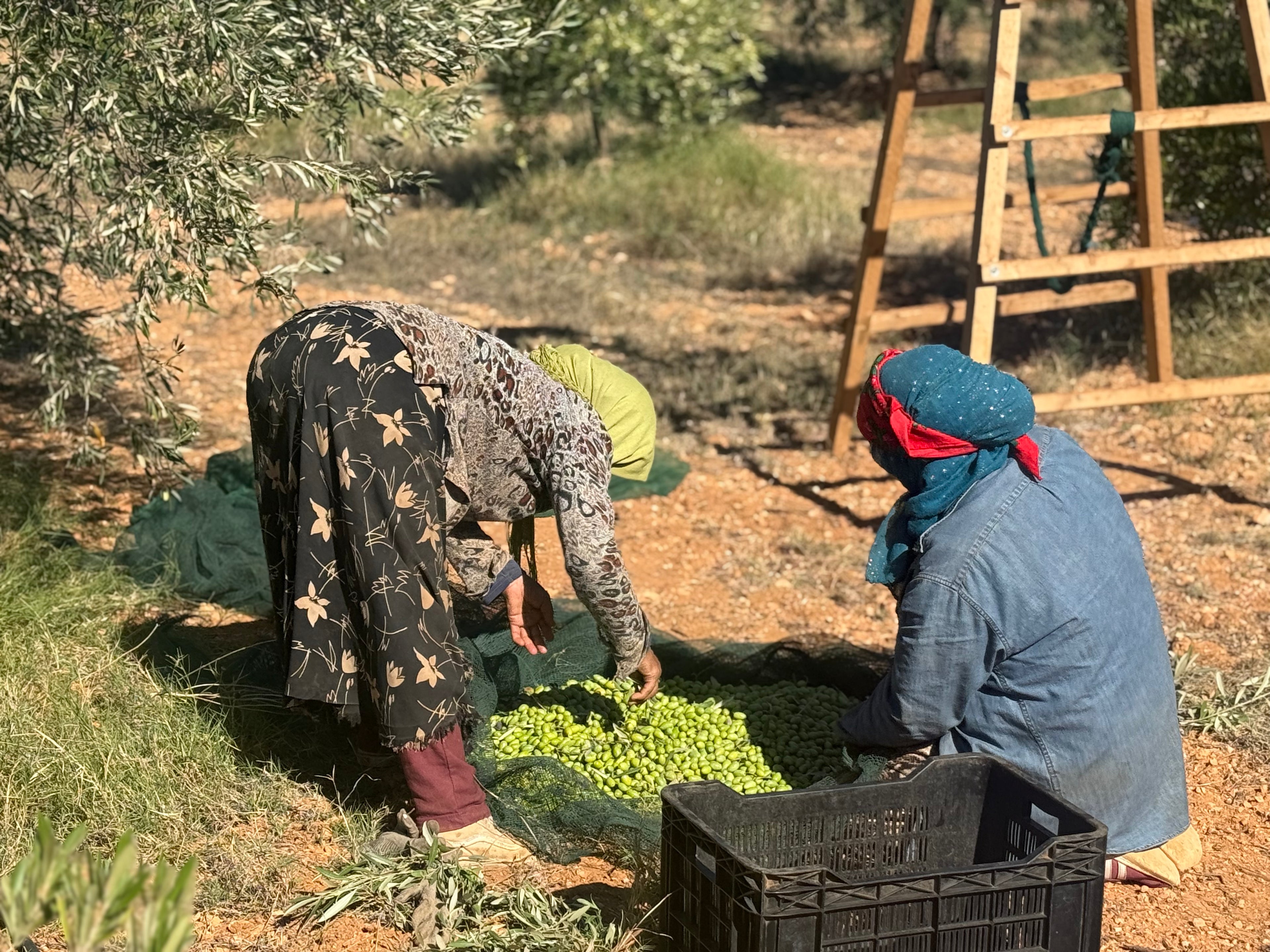 Woman picking green unripe olives that are used for polyphenol rich, medicinal  olive oil 