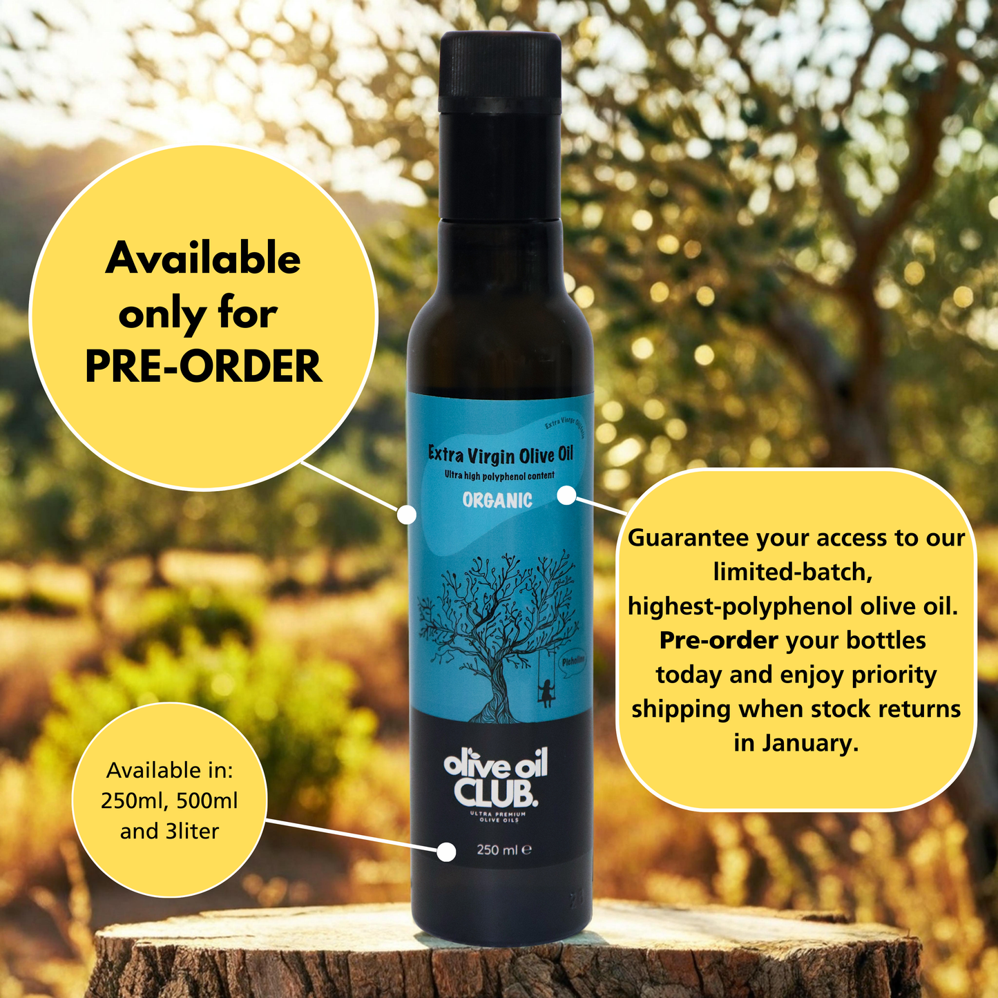 Picholine (1857* mg/kg polyphenols - only PRE-ORDERS)