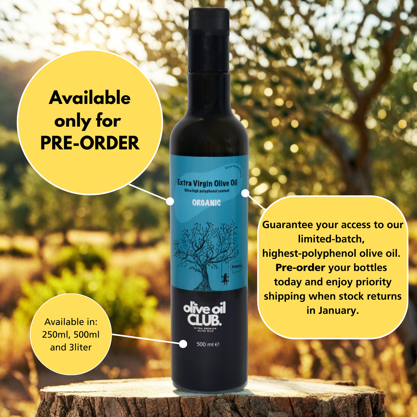 Picholine (1857* mg/kg polyphenols - only PRE-ORDERS)